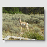 Pronghorn at Grand Teton National Park Guest Book