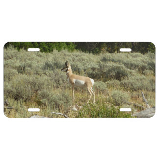 Pronghorn at Grand Teton National Park License Plate