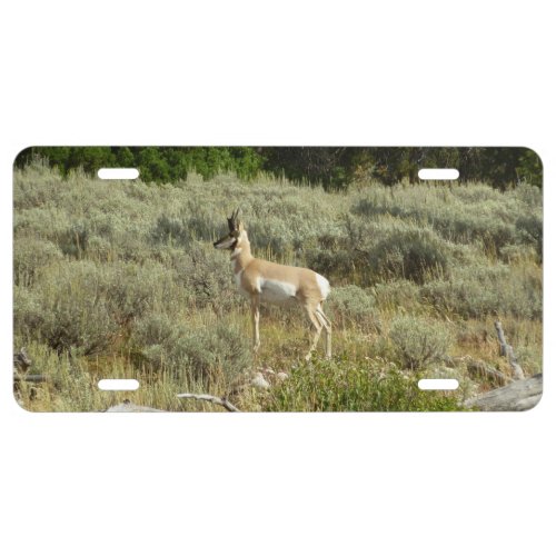 Pronghorn at Grand Teton National Park License Plate