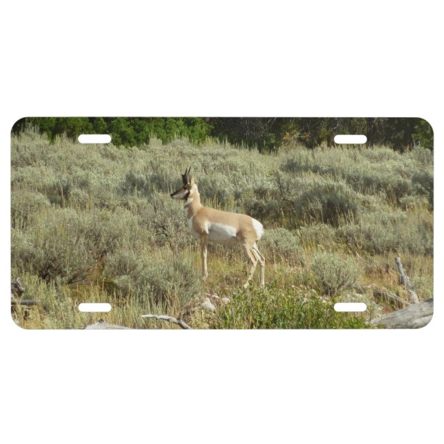 Pronghorn at Grand Teton National Park License Plate (Front)