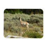 Pronghorn at Grand Teton National Park Magnet