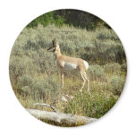 Pronghorn at Grand Teton National Park Magnet