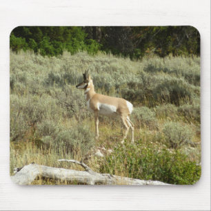 Pronghorn at Grand Teton National Park Mouse Pad
