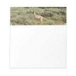 Pronghorn at Grand Teton National Park Notepad