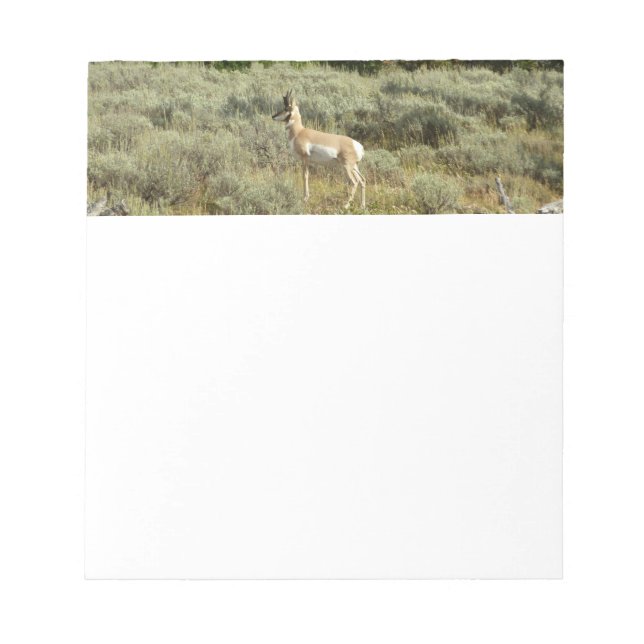 Pronghorn at Grand Teton National Park Notepad (Front)