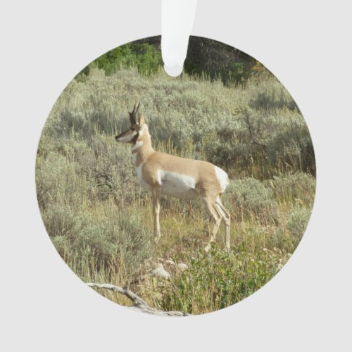 Pronghorn at Grand Teton National Park Ornament