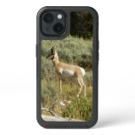 Pronghorn at Grand Teton National Park iPhone 13 Case
