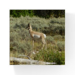Pronghorn at Grand Teton National Park Paperweight