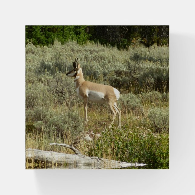 Pronghorn at Grand Teton National Park Paperweight (Front)