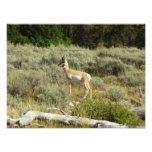 Pronghorn at Grand Teton National Park Photo Print