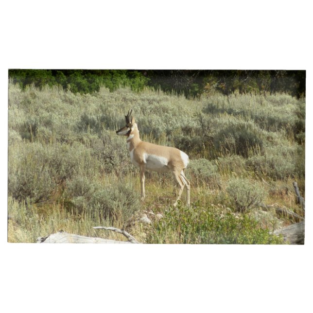 Pronghorn at Grand Teton National Park Place Card Holder (Front)