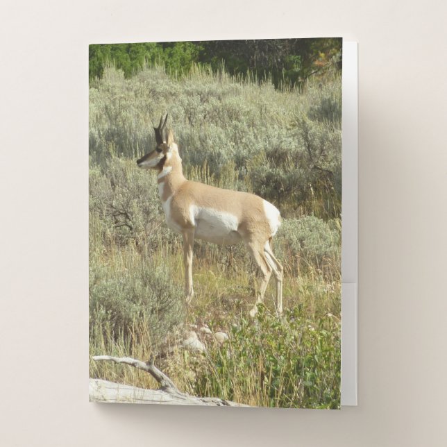 Pronghorn at Grand Teton National Park Pocket Folder (Front)