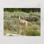 Pronghorn at Grand Teton National Park Postcard