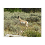 Pronghorn at Grand Teton National Park Postcard