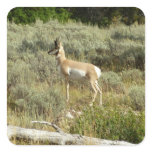 Pronghorn at Grand Teton National Park Square Sticker