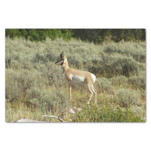 Pronghorn at Grand Teton National Park Tissue Paper