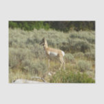 Pronghorn at Grand Teton National Park Tissue Paper