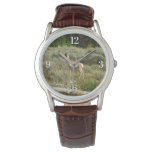 Pronghorn at Grand Teton National Park Watch