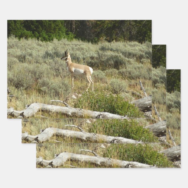 Pronghorn at Grand Teton National Park Wrapping Paper Sheets (Set)