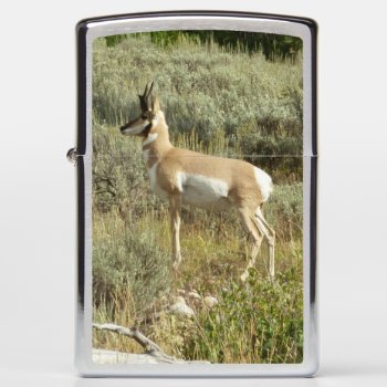 Pronghorn At Grand Teton National Park Zippo Lighter by mlewallpapers at Zazzle