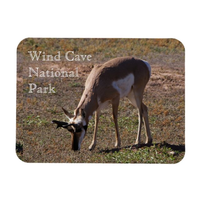 Pronghorn Grazing in Wind Cave National Park, SD Magnet (Horizontal)