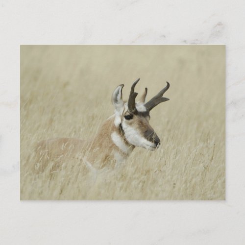 Pronghorn male resting Yellowstone NPWyoming Postcard