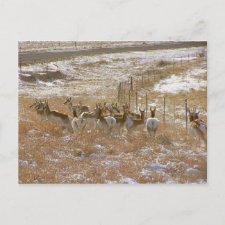 Pronghorn Mob Postcard