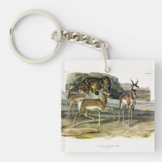 Pronghorn (Prong-horned Antelope) by Audubon Keychain
