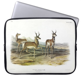 Pronghorn (Prong-horned Antelope) by Audubon Laptop Sleeve