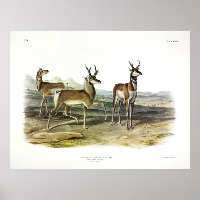 Pronghorn (Prong-horned Antelope) by Audubon Poster (Front)