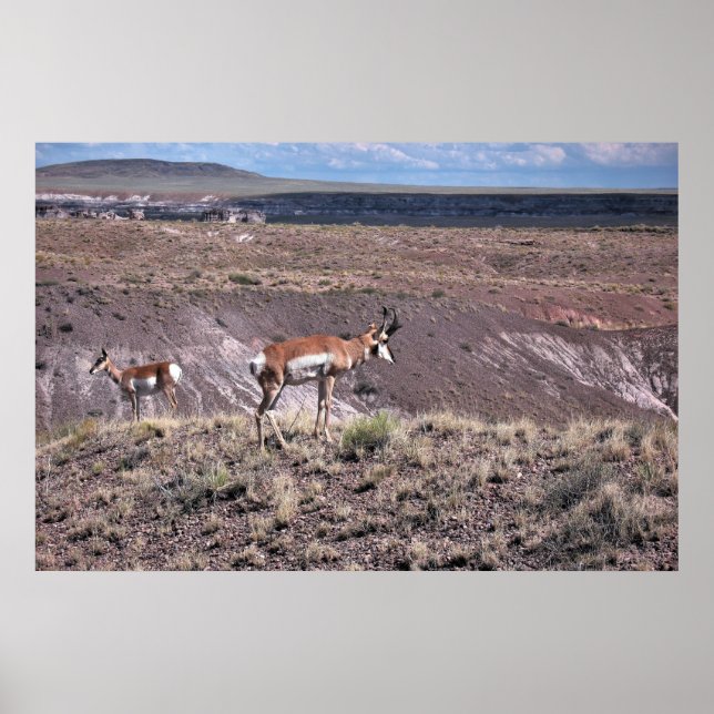 Pronghorn Sheep Poster (Front)