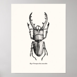 Prosopocoilus astacoides - giant stag beetle poster