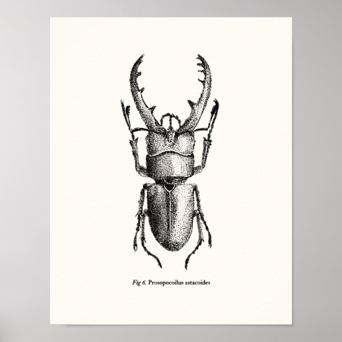 Prosopocoilus astacoides _  giant stag beetle poster