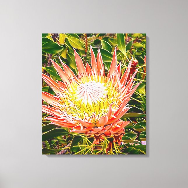 Protea Australian flower photography Canvas Print (Front)