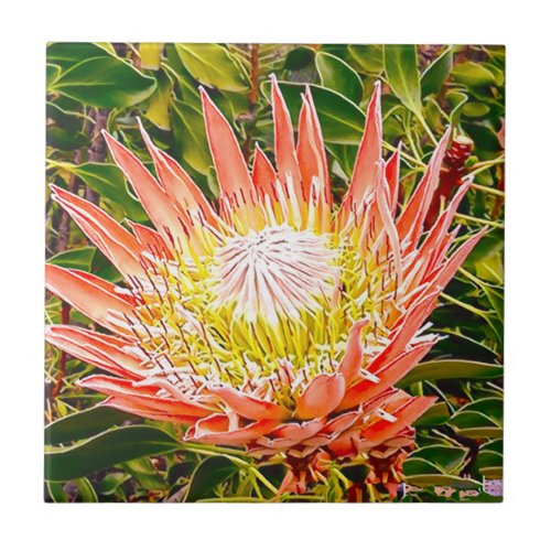 Protea Australian flower photography Ceramic Tile
