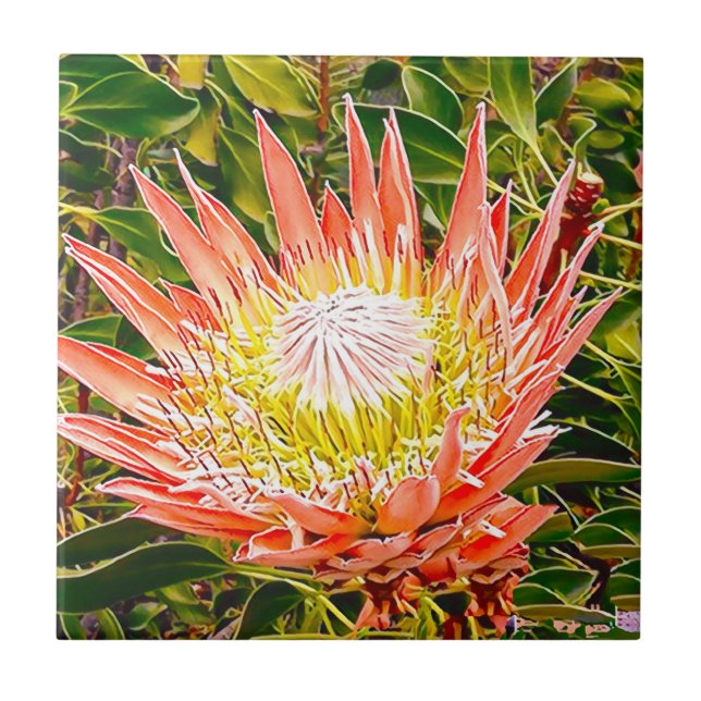 Protea Australian flower photography Ceramic Tile (Front)