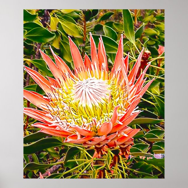 Protea Australian flower photography Poster (Front)