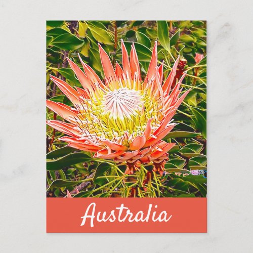 Protea flower Australian travel print Postcard