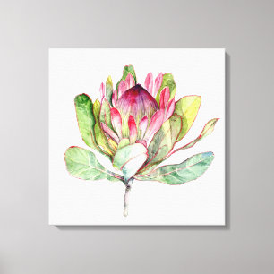 Protea Flower Canvas Print