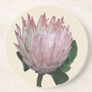 Protea Flower Ice-cream Coaster