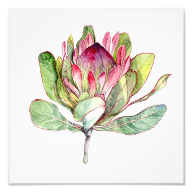 Protea Flower Photo Print (Front)