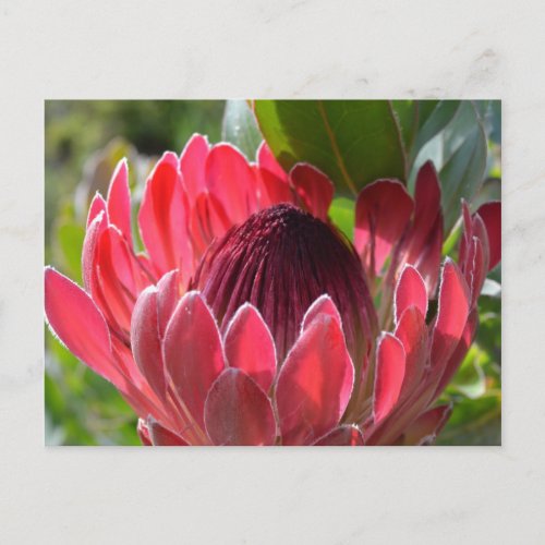 Protea Flower South Africa Postcard