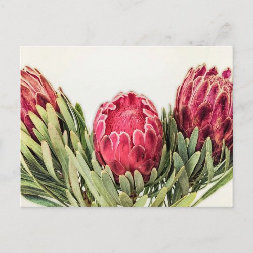 Protea Flower South Africa Postcard