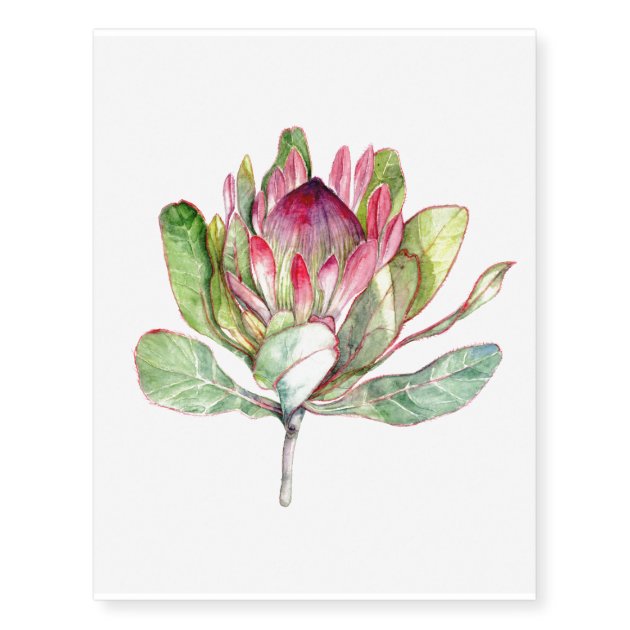 Tattoo sketch of exotic protea flower isolated on white background Stock  Vector Image  Art  Alamy