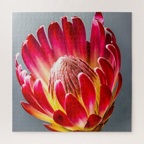 Protea flower vertical photo 20 x 20 676 piece jigsaw puzzle