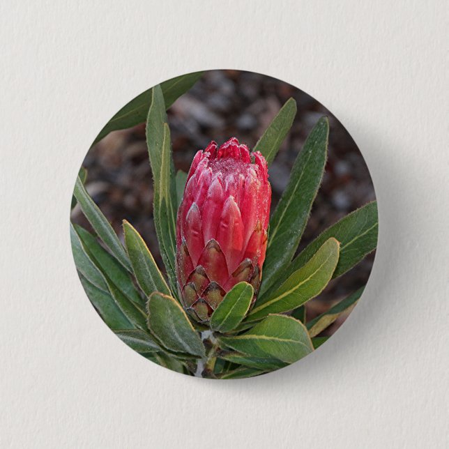 Protea flower with raindrops button (Front)