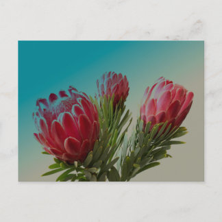 Protea Flowers Postcard