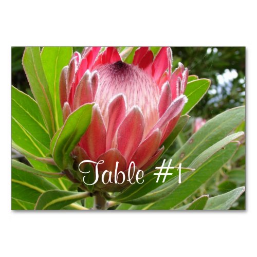 Protea Flowers Table Number