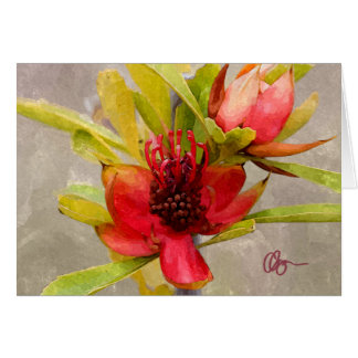 Protea Love Cards