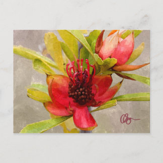 Protea Love Postcard